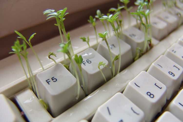 computer-keyboard-plants